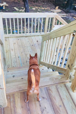 Dog friendly
